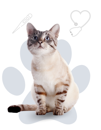 Hospital Veterinário Stevenson 24 horas em Campinas